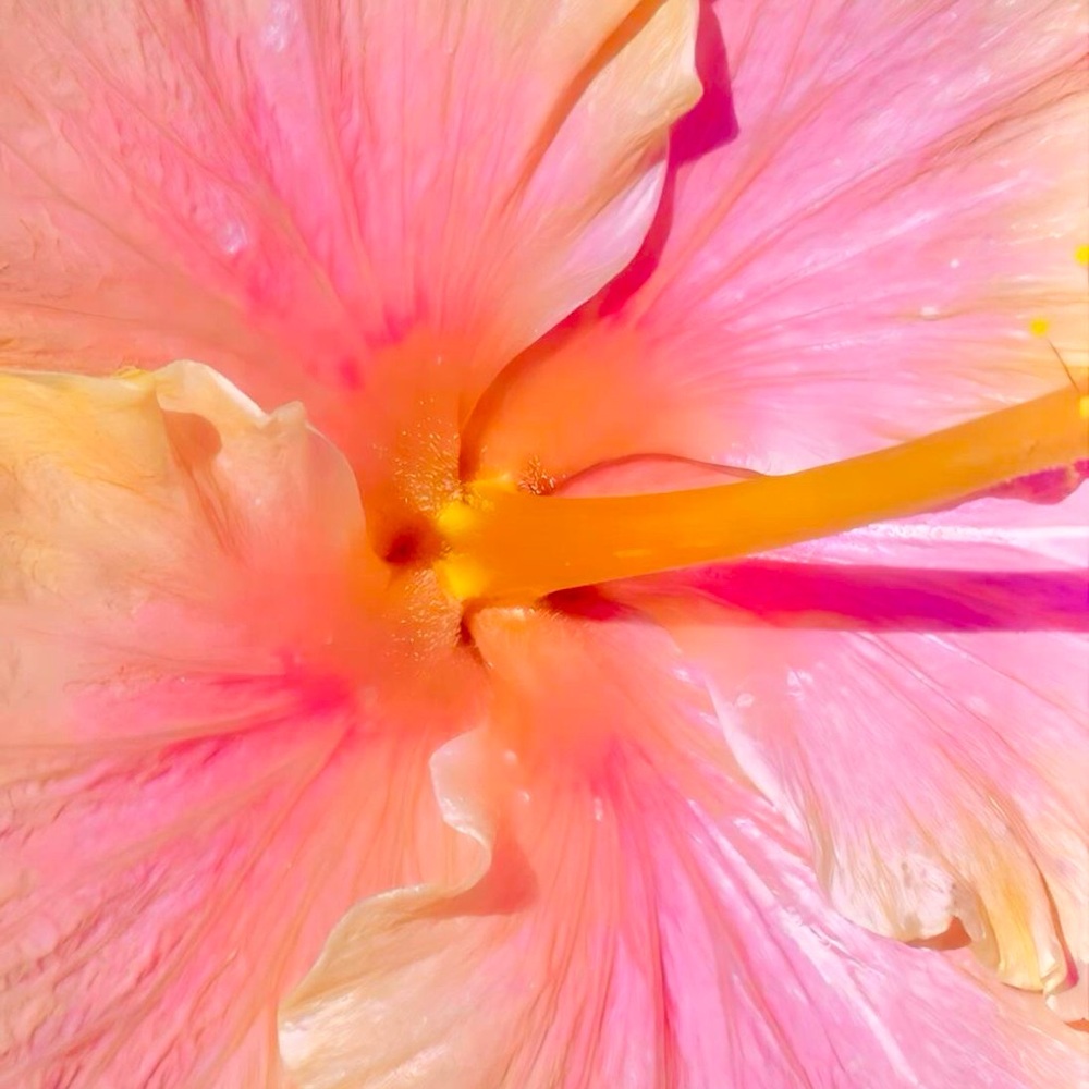 Meet your Posher, Alexa